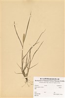 藏品(狗尾草)的圖片